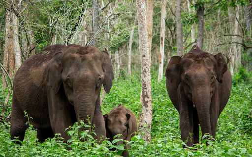 Elephant family in the forest  from Chrome web store to be run with OffiDocs Chromium online