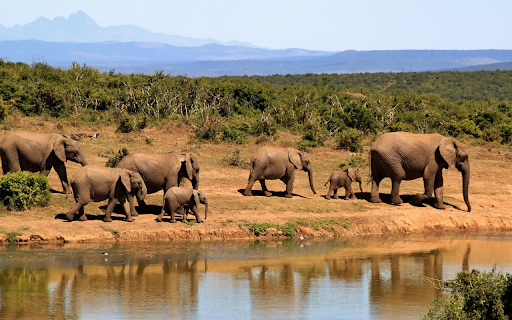 Elephant herds looking for water  from Chrome web store to be run with OffiDocs Chromium online