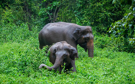 Elephant in deep forest  from Chrome web store to be run with OffiDocs Chromium online