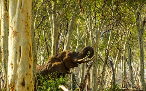 Elephant in the deep forest  from Chrome web store to be run with OffiDocs Chromium online