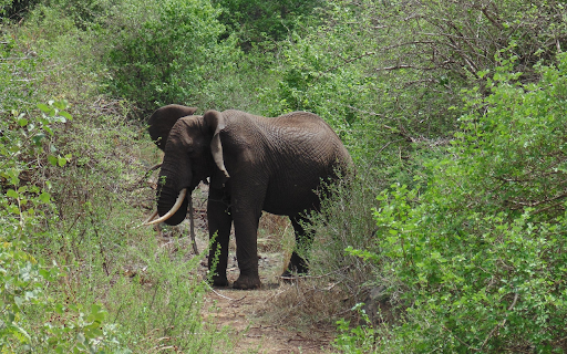Elephant in the forest  from Chrome web store to be run with OffiDocs Chromium online