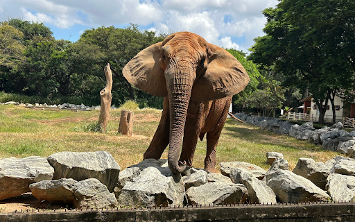 Elephant in the Grass Garden  from Chrome web store to be run with OffiDocs Chromium online
