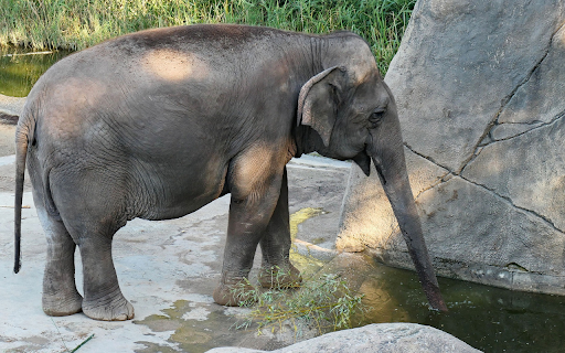 Elephant in the zoo  from Chrome web store to be run with OffiDocs Chromium online