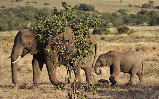Elephant mother  from Chrome web store to be run with OffiDocs Chromium online