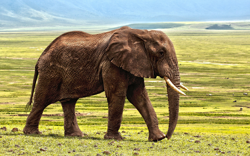 Elephant on the grassland  from Chrome web store to be run with OffiDocs Chromium online