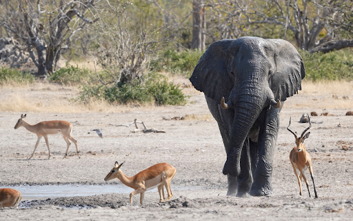 Elephants and antelopes  from Chrome web store to be run with OffiDocs Chromium online