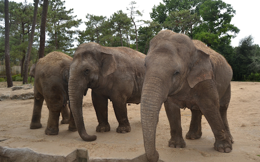 Elephants and long trunks  from Chrome web store to be run with OffiDocs Chromium online