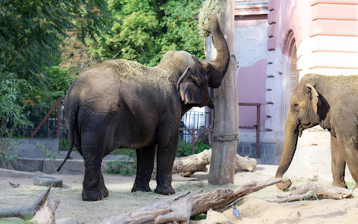 Elephants are friends of the people  from Chrome web store to be run with OffiDocs Chromium online