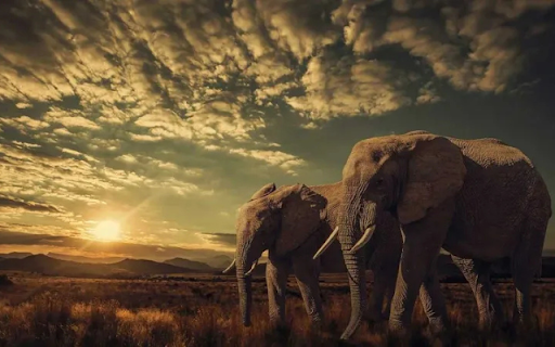 Elephants at Sunset: Gentle Giants of the Dusk  from Chrome web store to be run with OffiDocs Chromium online