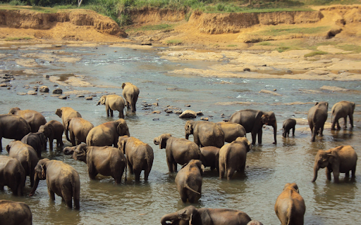 Elephants bathing in the stream  from Chrome web store to be run with OffiDocs Chromium online