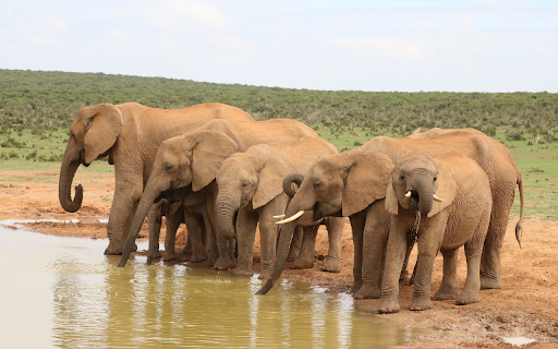 Elephants drink water  from Chrome web store to be run with OffiDocs Chromium online