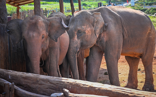 Elephants in the Village  from Chrome web store to be run with OffiDocs Chromium online