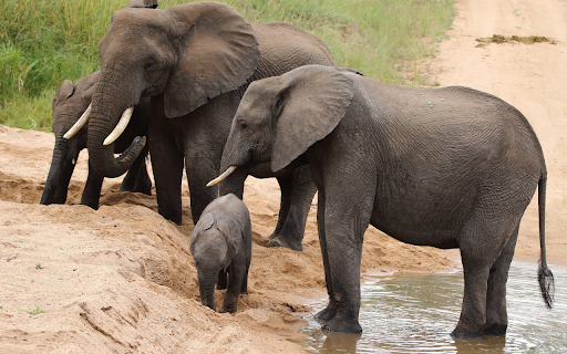 Elephants on the sand  from Chrome web store to be run with OffiDocs Chromium online