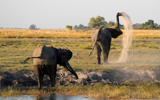 Elephants spray water  from Chrome web store to be run with OffiDocs Chromium online