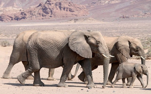 ELEPHANTS THEME  from Chrome web store to be run with OffiDocs Chromium online