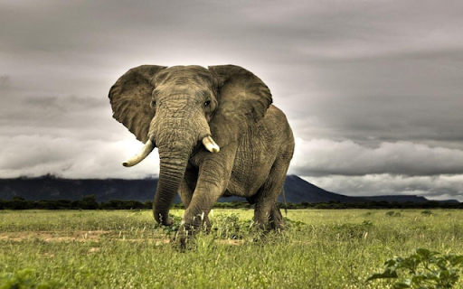 Elephant: The Gentle Giant of the Wild  from Chrome web store to be run with OffiDocs Chromium online