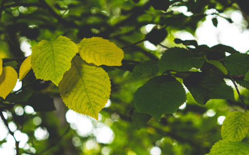 Elm  from Chrome web store to be run with OffiDocs Chromium online