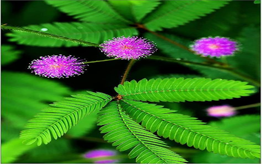 Embarrassed flower wallpaper  from Chrome web store to be run with OffiDocs Chromium online