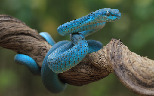 Emerald green snake  from Chrome web store to be run with OffiDocs Chromium online