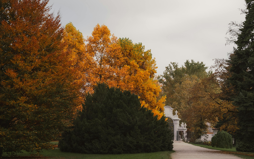 Enchanting Autumn Pathway in Scenic Park  from Chrome web store to be run with OffiDocs Chromium online