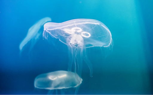 Ethereal Jellyfish  from Chrome web store to be run with OffiDocs Chromium online