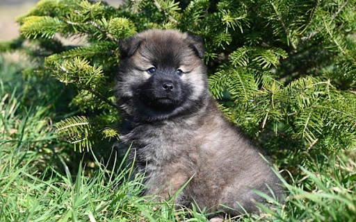 EURASIER Theme  from Chrome web store to be run with OffiDocs Chromium online