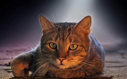 European Shorthair Gaze  from Chrome web store to be run with OffiDocs Chromium online