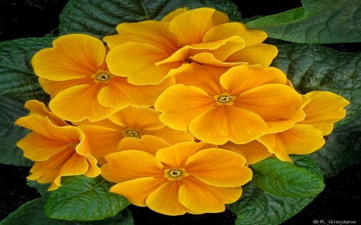 Evening Primrose wallpaper  from Chrome web store to be run with OffiDocs Chromium online