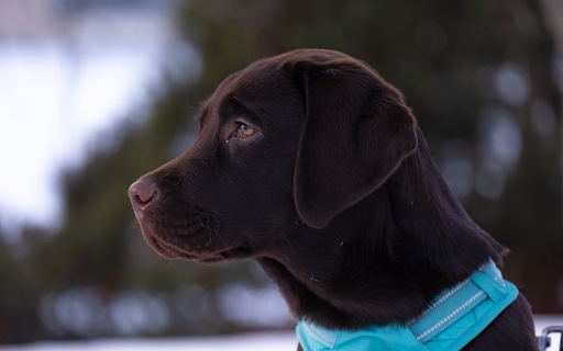 Evil dog  from Chrome web store to be run with OffiDocs Chromium online