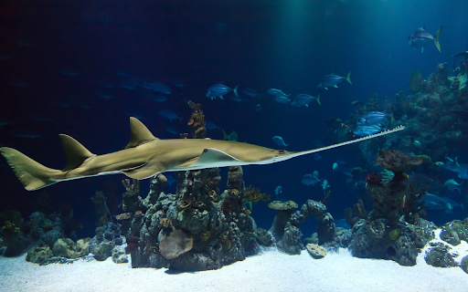 Explore the ocean  from Chrome web store to be run with OffiDocs Chromium online