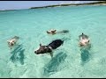 Exuma Pig Runner  from Chrome web store to be run with OffiDocs Chromium online