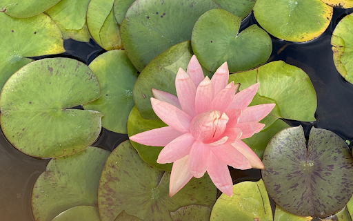 Faded pink water lily  from Chrome web store to be run with OffiDocs Chromium online