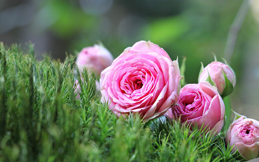 Faded rose bouquet  from Chrome web store to be run with OffiDocs Chromium online