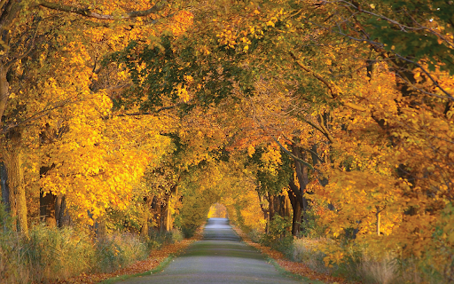 Fall Avenue  from Chrome web store to be run with OffiDocs Chromium online