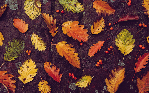 Falling leaves  from Chrome web store to be run with OffiDocs Chromium online