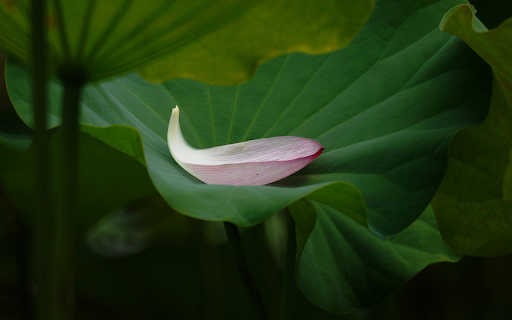 Falling Lotus Petals  from Chrome web store to be run with OffiDocs Chromium online