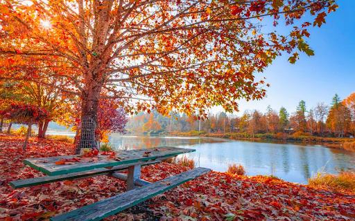 Fall yellow leaves tree  from Chrome web store to be run with OffiDocs Chromium online