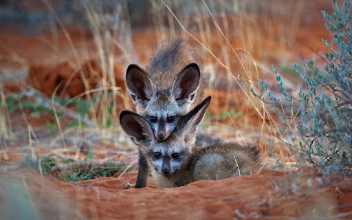 Family Fox  from Chrome web store to be run with OffiDocs Chromium online