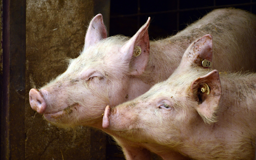 Farm pig  from Chrome web store to be run with OffiDocs Chromium online
