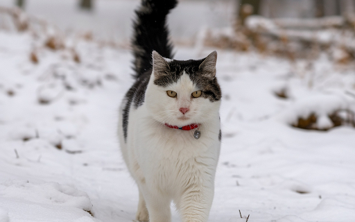 Fat cat and snow  from Chrome web store to be run with OffiDocs Chromium online