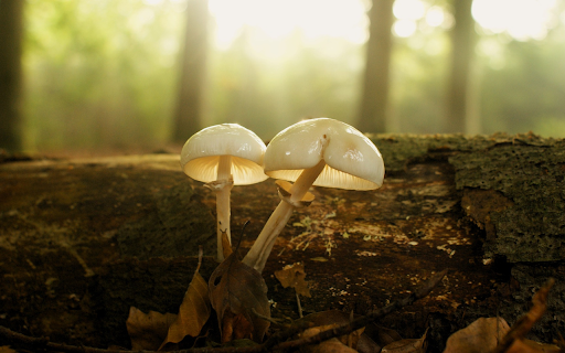 Fat egg mushroom  from Chrome web store to be run with OffiDocs Chromium online