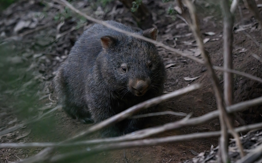 Fat gray koala  from Chrome web store to be run with OffiDocs Chromium online