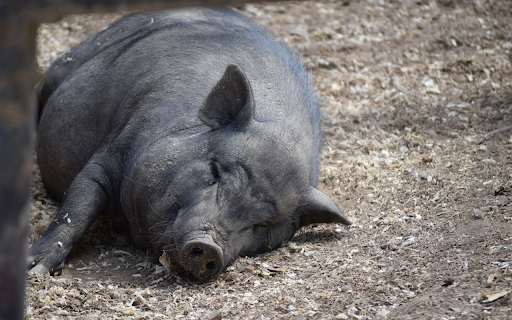 Fat Pig  from Chrome web store to be run with OffiDocs Chromium online