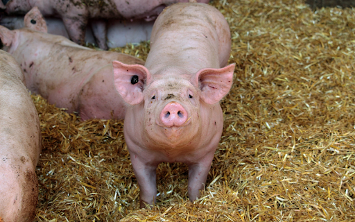 Fat Pigs  from Chrome web store to be run with OffiDocs Chromium online