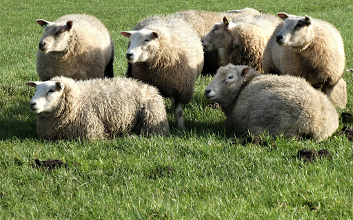Fat,plump sheep  from Chrome web store to be run with OffiDocs Chromium online