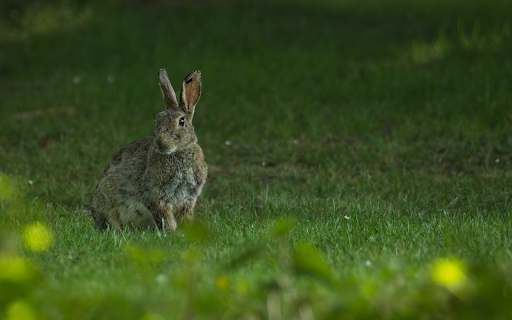 Fat Rabbit  from Chrome web store to be run with OffiDocs Chromium online