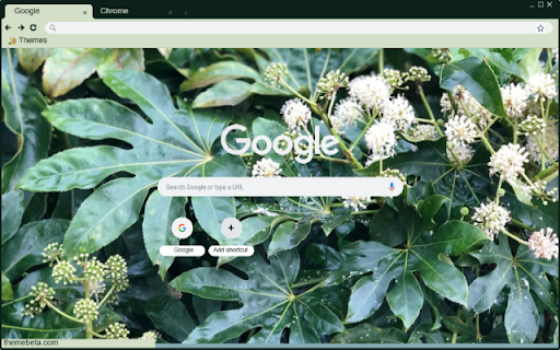 Fatsia Japonica  from Chrome web store to be run with OffiDocs Chromium online