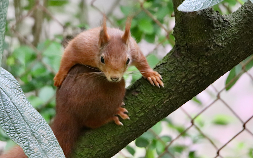 Fat Squirrel  from Chrome web store to be run with OffiDocs Chromium online