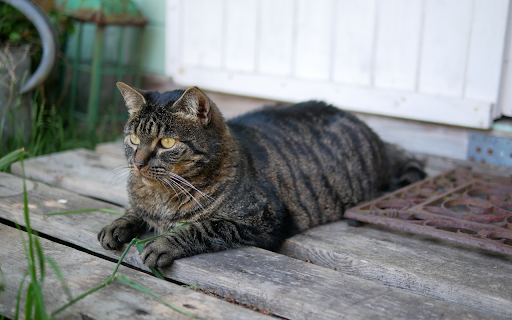 Fat tabby cat  from Chrome web store to be run with OffiDocs Chromium online