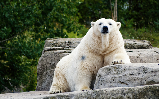Fat white bear  from Chrome web store to be run with OffiDocs Chromium online
